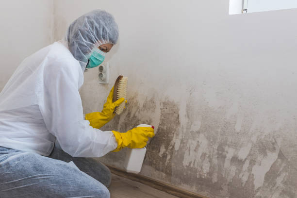 Attic Mold Removal in Locust Fork, AL